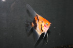 Maanvis Red Devil